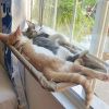 Cat Window Hammock 360�� Sunny Seat Space Saving Cat Beds For Indoor Cats